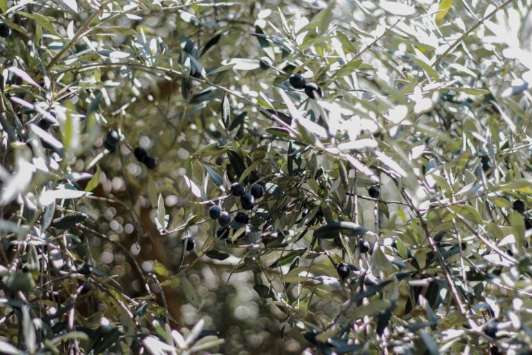A Ostuni, tra pietra bianca e ulivi millenari: la storia di Francesco Susanna e il Settecento dimenticato della Città Bianca